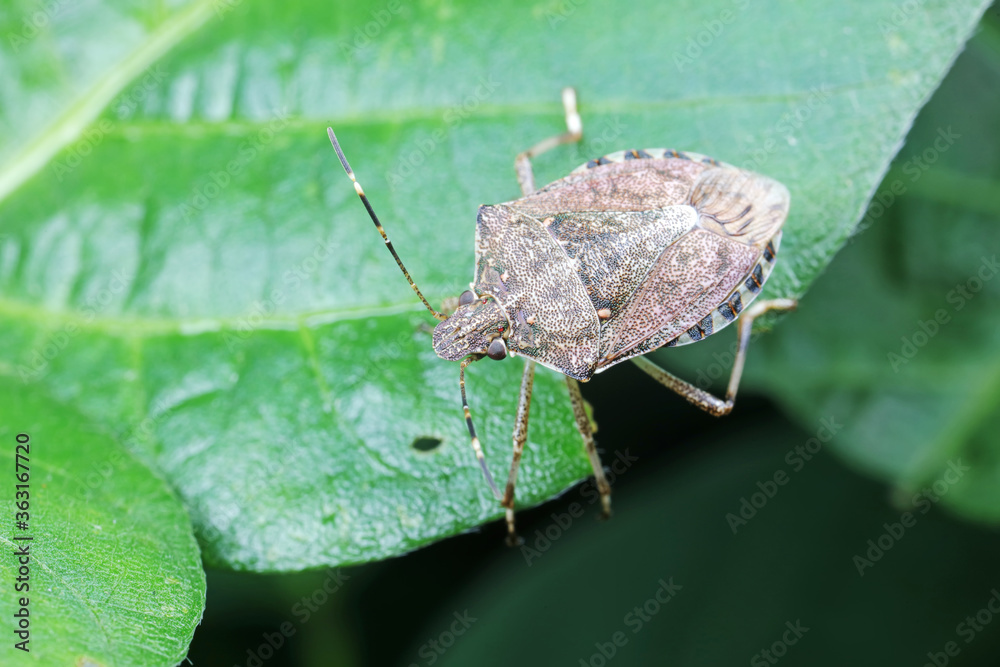 Poster Halyomorpha halys on green leaves