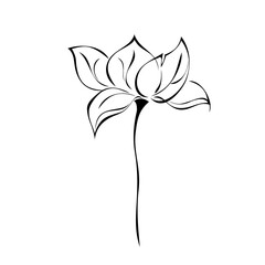 ornament 1222. one unique stylized blooming flower on a short stalk without leaves in black lines on a white background