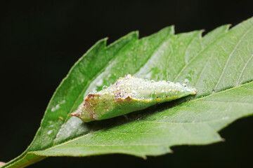 chrysalis of common cabbage worm on green leaves