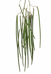 Catalpa, catawba long green seeds isolated on white background, clipping path