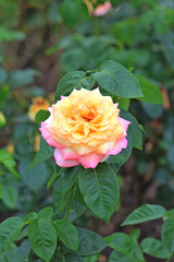 bright beautiful rose in a botanical garden
