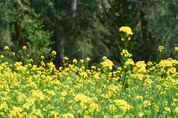 beautiful summer landscape - a meadow with yellow flowers in the forest on a bright Sunny day