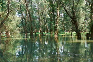 flood in the forest, river with high water level, flooding, nature in summer on a bright day