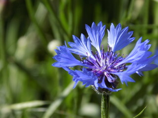 Sunny day. Bright cornflowers bloom.