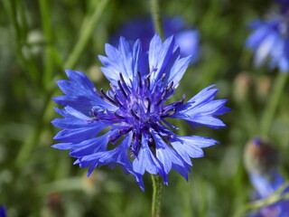 blue flower of a cornflower
