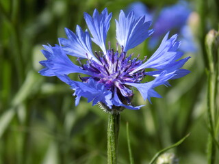blue flower of a cornflower