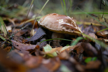 porcini mushroom in the forest in autumn in the foliage