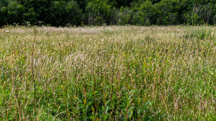 Wild flower meadow in summer on an overcast day