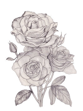 Watercolor illustration of black. white and grey bouquet of roses for design on white isolated background