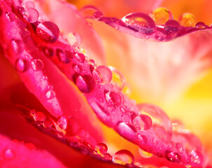 drops of dew on rose petals