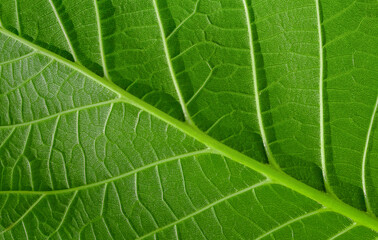 Green background with walnut leaf, leaf vein close up
