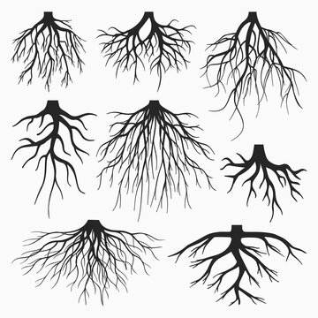 TREE ROOTS VECTOR SET
