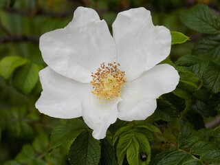 Obraz premium Sunny day. White rosehip blooms.