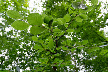 Green Summer Foliage 