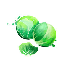 Brussels sprouts vegetable isolated on white. Hand drawn illustration of leafy green vegetables cabbages grown for edible buds and leaf. Organic food. Digital art with paint splashes effect