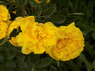 yellow flowers in garden