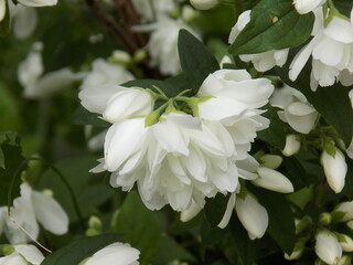 Sunny. Delicate jasmine flowers are blooming.
