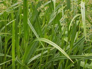 Sunny day. Summer grasses grow luxuriantly. Young bright green.