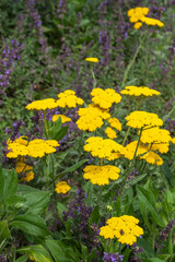 Obraz premium Achillea filipendulina 'Coronation Gold' Schafgarbe