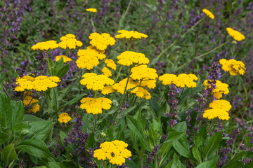 Achillea filipendulina 'Coronation Gold' Schafgarbe © progarten