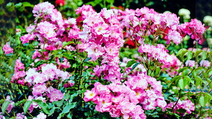 Fototapeta premium pink rose buds on a blurred green background of flower beds in a city park