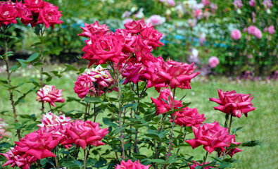 Obraz premium red rose buds on a blurred green background of flower beds in a city park