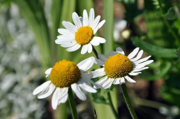 Margeriten im Garten