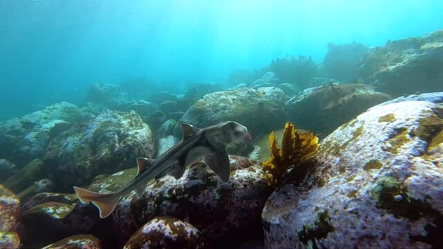 Slow-motion video of a Port Jackson Shark swimming in the crystal-clear water, Sydney Australia