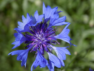 Bright sunny day. The cornflower blooms.