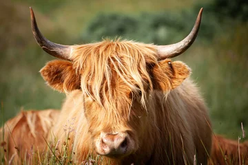 Papier Peint photo Lavable Highlander écossais vache écossaise des Highlands