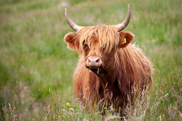scottish highland cow