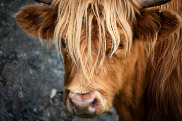 scottish highland cow