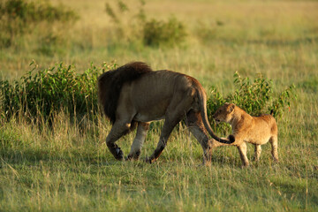 Naklejka na ściany i meble lion in savannah in kenya