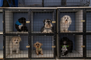six Puppy dogs in square kennel cages looking at the camera full cage