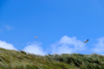 Fototapeta na wymiar Möwen fliegen über Dünen an der Nordsee