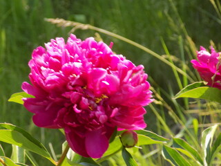 Obraz premium Sunny day. Large fragrant peonies bloom.
