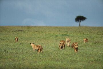 lion in savannah in kenya