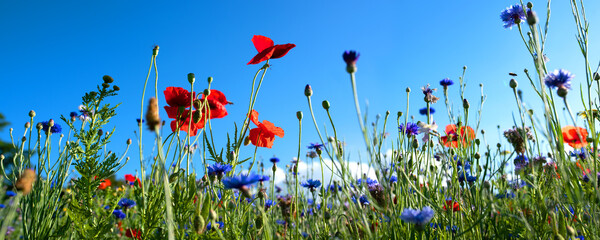 Natural flower meadows landscape
Colorful natural flower meadows landscape with blue sky in summer. Habitat for insects, wildflowers and wild herbs on a flower field. Background panorama with short de - obrazy, fototapety, plakaty