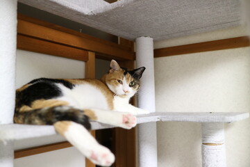 猫の様々な表情