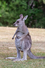 Juvenile kangaroo on a grassy area near bush land
