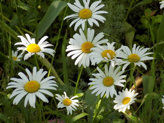 Sunny. Delicate chamomile blooms.