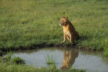 Fototapeta na wymiar lion in savannah in kenya