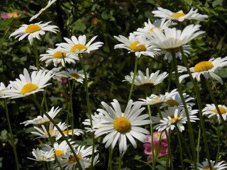 Sunny. Delicate chamomile blooms.