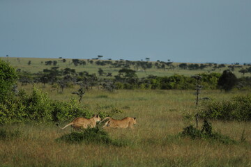 Naklejka na ściany i meble lion in savannah in kenya
