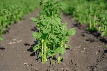 Young green potato bushes grow in the garden. Sunny day. Horizontal orientation
