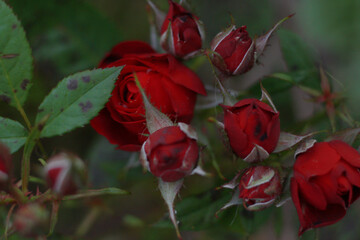 Fototapeta premium beautiful red rose blossom