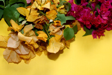 colorful flowers frame greeting background