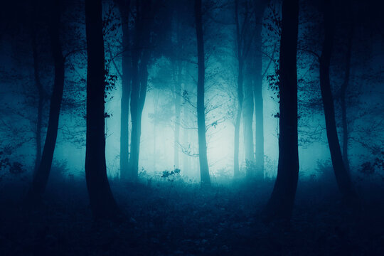 tree in fog, dark fantasy landscape