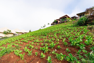 Fototapeta na wymiar Vegetable field on slope area, Agriculture field on highland, Mon Jam, Chiang Mai