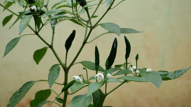 cayenne pepper grow on tree , fresh chili in garden